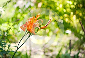 Bright orange tiger lily flower cultivar Splendens, Flore Pleno in the garden.