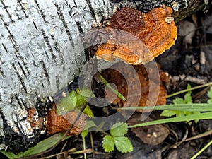 Bright orange tinder mushroom, with the Latin name Polyporaceae, macro photo