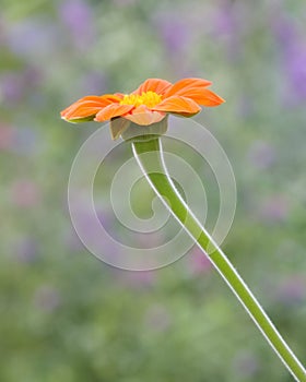 Bright Orange Tithonia Flower In Soft Focus Flower Garden photo