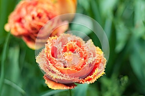 Bright orange tulip flower close up. Selective focus. Spring or summer concept. Spring background. Greeting festive card
