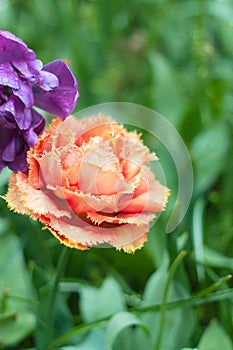 Bright orange tulip flower close up. Selective focus. Spring or summer concept. Spring background. Greeting festive card