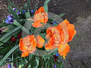 Bright orange tulips in container