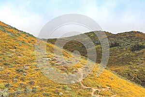 Bright orange vibrant vivid golden California poppies, seasonal spring native plants wildflowers in bloom, misty morning hillside