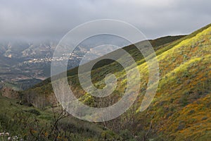 Bright orange vibrant vivid golden California poppies, seasonal spring native plants wildflowers in bloom, misty morning hillside