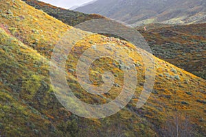 Bright orange vibrant vivid golden California poppies, seasonal spring native plants wildflowers in bloom, misty morning hillside