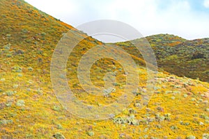 Bright orange vibrant vivid golden California poppies, seasonal spring native plants wildflowers in bloom, misty morning hillside