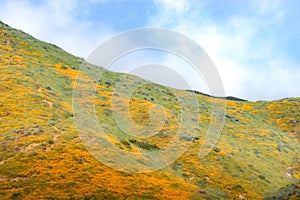 Bright orange vibrant vivid golden California poppies, seasonal spring native plants wildflowers in bloom, stunning hillside