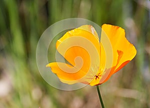 Bright orange-yellow California Poppy (Eschscholzia californica)