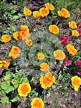 Bright orange and yellow poppies