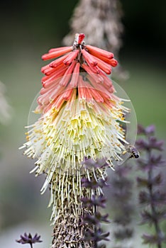 Bright orange and yellow Red Hot Poker flowers kniphofia in garden landscape, also called torch lilies