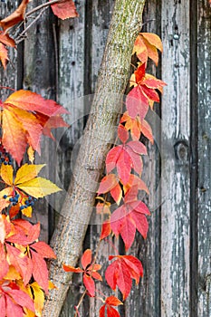 Bright orange, yellow, red leaves of maiden grapes its way along tree trunk. Selective focus. Colorful autumn background