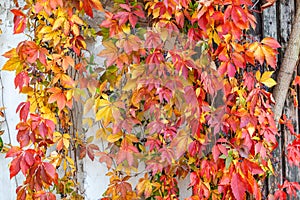 Bright orange, yellow, red leaves of maiden grapes its way along the wall of village house. Colorful autumn background