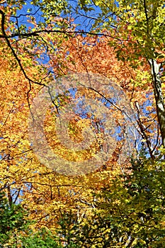 Bright orange and yellow tree canopy along hiking trail at Devil\'s Glen