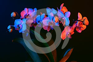 Bright orchid flowers are phalenopsis illuminated by neon light on a black background