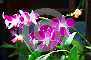 Bright orchids