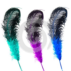 Bright ostrich's feathers on a white background