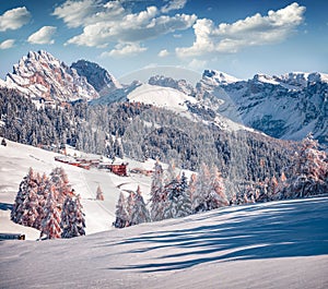 Bright outdoor scene of Dolomite Alps with first snow cowered larch trees.