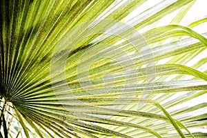 Bright palm leaf