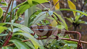 A bright panther chameleon walks along a tree branch in a tropical park.