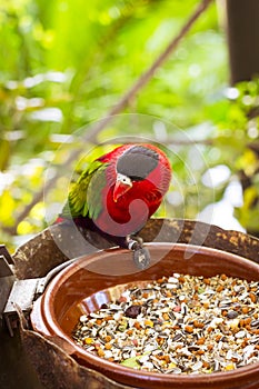 Bright parrot is feeding from bowl with seeds in Loro Park (Loro Parque), Tenerife