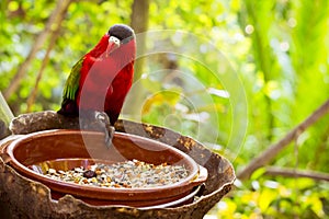 Bright parrot is feeding from bowl with seeds in Loro Park (Loro Parque), Tenerife