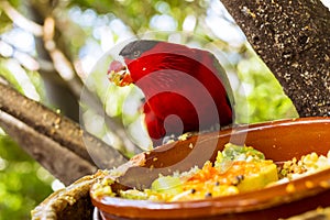 Bright parrot is feeding from bowl with seeds in Loro Park (Loro Parque), Tenerife