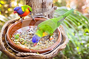 Bright parrot is feeding from bowl with seeds in Loro Park (Loro Parque), Tenerife