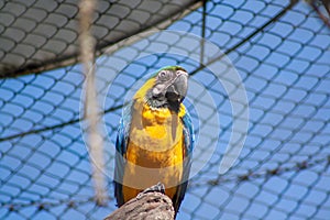 Bright parrot perched on a stick