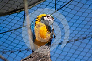 Bright parrot perched on a stick