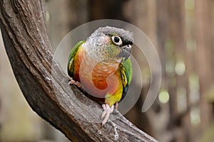 bright Parrot sitit on branch