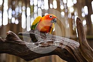 bright Parrot sitit on branch