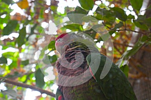 A bright parrot sits on a tree branch. Wildlife.