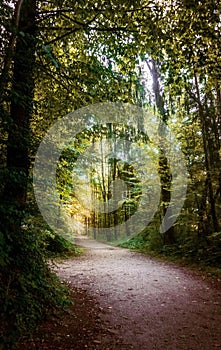 A bright Path in the Bavarian Woods