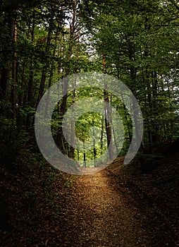 Bright path in the dark forest with high trees