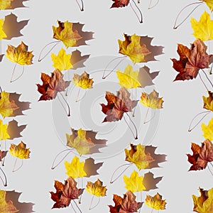 bright pattern of yellow autumn maple leaves, yellow and red leaves on gray isolated background for printing on fabric and paper