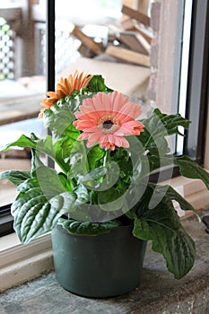 Bright peach colored gerbera daisies in Pot set on windowsill for some sun photo