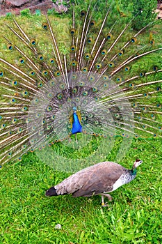 A bright peacock with a beautiful tail walks along the green grass at the zoo
