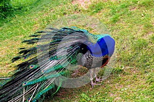A bright peacock with a beautiful tail walks along the green grass at the zoo