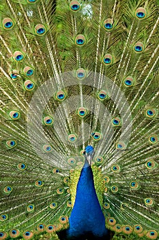 Bright peacock close up