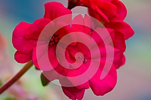 Bright pelargonium decorate the yard