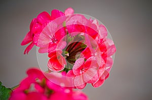 Bright pelargonium decorate the yard