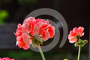 Bright pelargonium decorate the yard