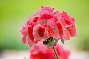 Bright pelargonium decorate the yard