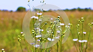 Bright Petals and bulbs of flowers on a stem close up with wheat fields in the background