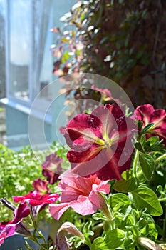 Bright petunia flowers on blurred background of balcony greening