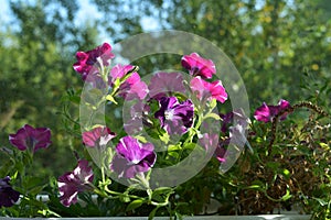 Bright petunia flowers on blurred natural background. Balcony greening with blooming plants in flower pots