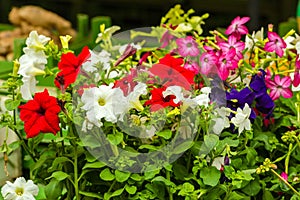 Bright petunia flowers seedlings selling outdoors