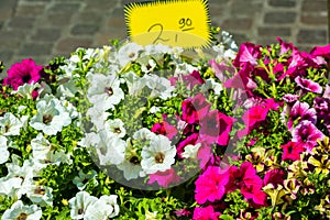 Bright petunia flowers seedlings selling outdoors