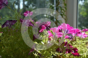 Bright petunia flowers in sunny summer day. Balcony greening with decorative blooming plants