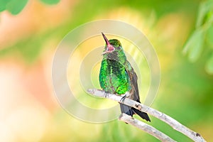 Bright photo of a green hummingbird singing and chirping